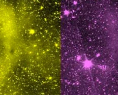 The outer parts of accretion discs in active galaxies unveiled