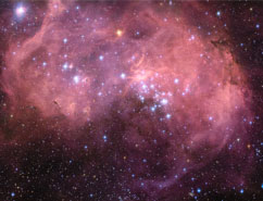 A rose blooming in space